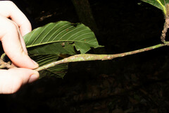 Duroia hirsuta