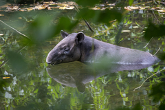 Tapirus bairdii