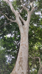 Myrcianthes fragrans