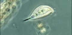 Tropidoatractus spinosus