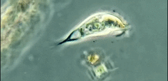 Tropidoatractus spinosus