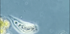 Tropidoatractus spinosus