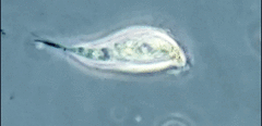 Tropidoatractus spinosus