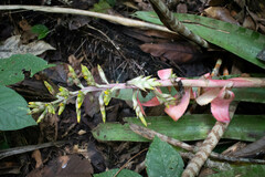 Aechmea zebrina