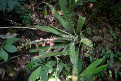 Aechmea zebrina