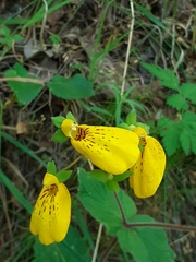 Calceolaria crenatiflora