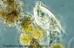 Tropidoatractus spinosus