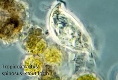 Tropidoatractus spinosus