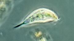 Tropidoatractus spinosus