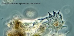 Tropidoatractus spinosus