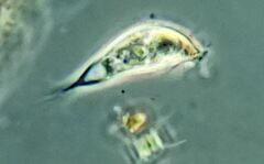 Tropidoatractus spinosus