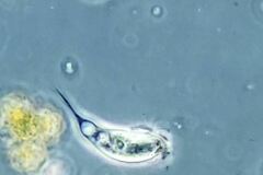 Tropidoatractus spinosus