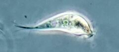 Tropidoatractus spinosus