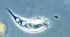 Tropidoatractus spinosus