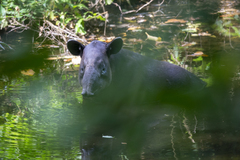 Tapirus bairdii