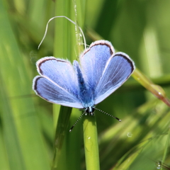 Glaucopsyche alexis