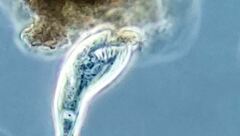 Tropidoatractus spinosus