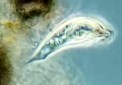 Tropidoatractus spinosus