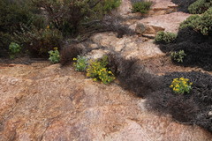 Cineraria alchemilloides