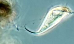 Tropidoatractus spinosus