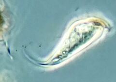 Tropidoatractus spinosus