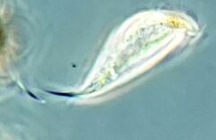 Tropidoatractus spinosus