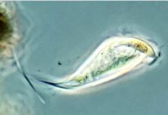 Tropidoatractus spinosus