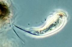 Tropidoatractus spinosus