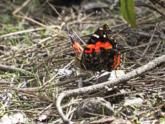 Vanessa vulcania