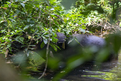 Tapirus bairdii