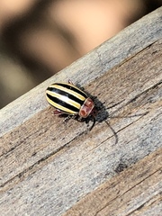 Disonycha admirabila