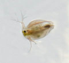 Simocephalus