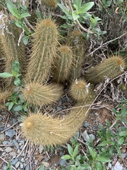 Bergerocactus emoryi