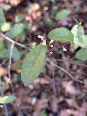 Elaeagnus pungens