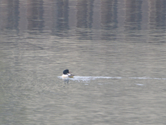 Mergus merganser merganser