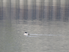 Mergus merganser merganser