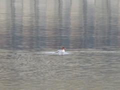 Mergus merganser merganser