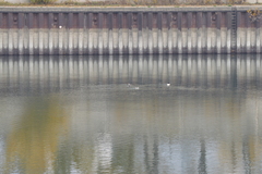 Mergus merganser merganser