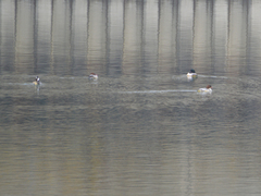 Mergus merganser merganser