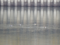 Mergus merganser merganser