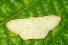Scopula