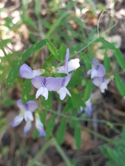 Vicia acutifolia