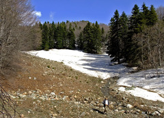 Abies cilicica