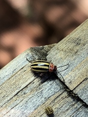 Disonycha admirabila