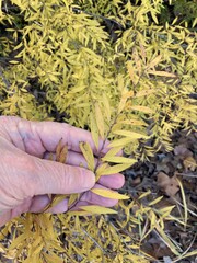 Spiraea thunbergii