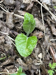 Adenocaulon chilense