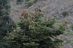 Abies cilicica
