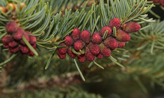 Abies cilicica
