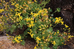 Cineraria alchemilloides