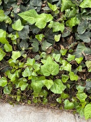 Hedera helix